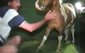 farm porn, gay animal sex videos